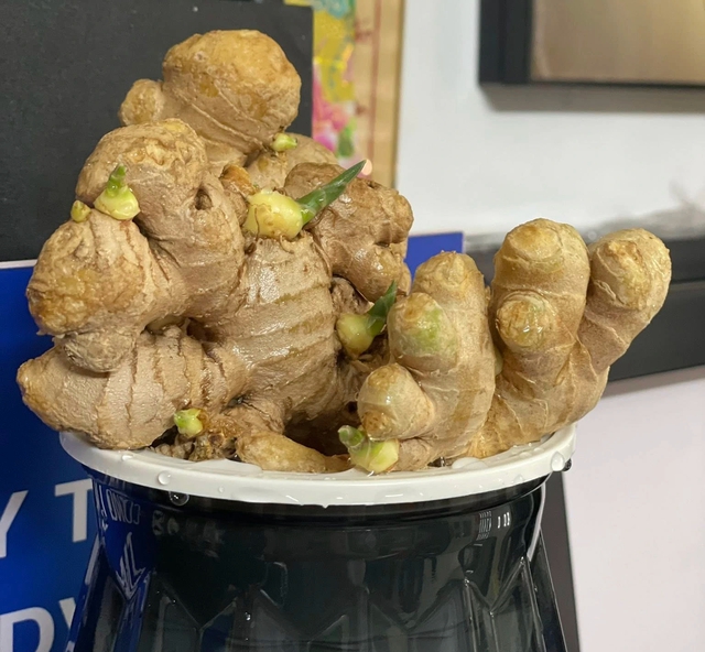 Độc lạ trend trồng gừng bonsai - Ảnh 2.