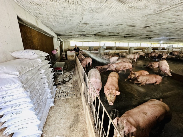 Giá heo hơi hôm nay 11.11.2025: Giảm sâu, người chăn nuôi lỗ nặng
- Ảnh 1.