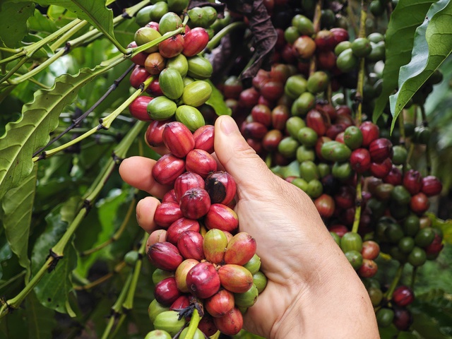 N&ocirc;ng sản xuất si&ecirc;u kỷ lục 18 tỉ USD, c&agrave; ph&ecirc; tăng mạnh nhất  - Ảnh 1.