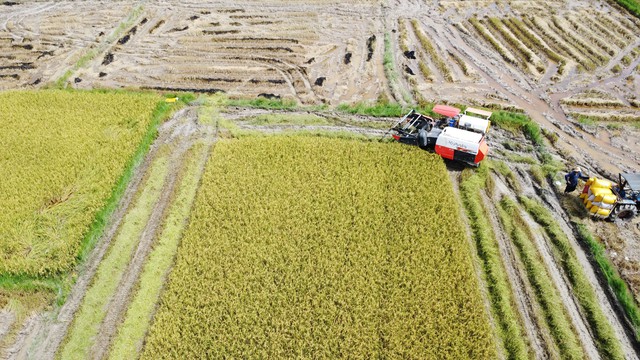 Cánh đồng lúa đẹp như tranh vẽ tại Đồng Nai- Ảnh 8.