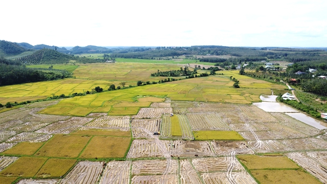 Cánh đồng lúa đẹp như tranh vẽ tại Đồng Nai- Ảnh 6.