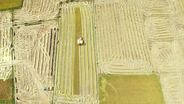 Cánh đồng lúa đẹp như tranh vẽ tại Đồng Nai- Ảnh 9.