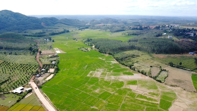 Cánh đồng lúa đẹp như tranh vẽ tại Đồng Nai- Ảnh 3.