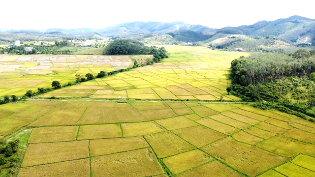 Cánh đồng lúa đẹp như tranh vẽ tại Đồng Nai- Ảnh 1.