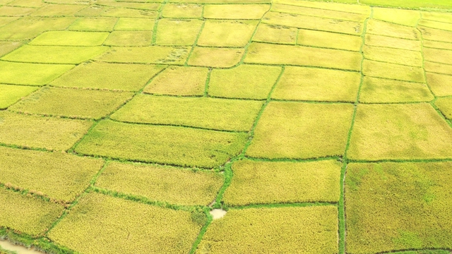 Cánh đồng lúa đẹp như tranh vẽ tại Đồng Nai- Ảnh 5.