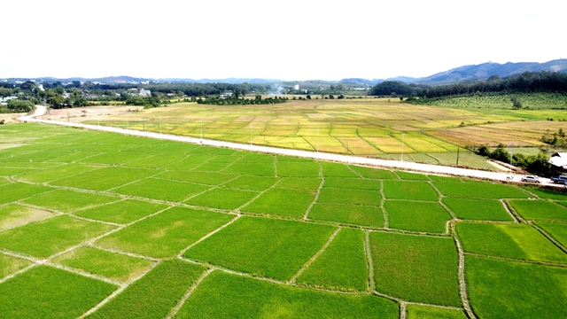 Cánh đồng lúa đẹp như tranh vẽ tại Đồng Nai- Ảnh 4.