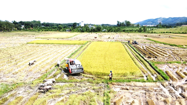 Cánh đồng lúa đẹp như tranh vẽ tại Đồng Nai- Ảnh 7.