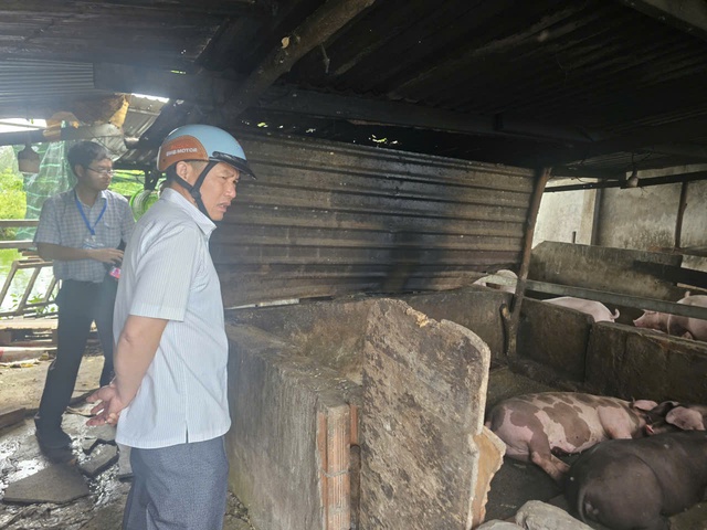 TP.HCM: Hộ dân nuôi heo giữa khu dân cư phường Tam Thắng xả thải ra môi trường- Ảnh 3.