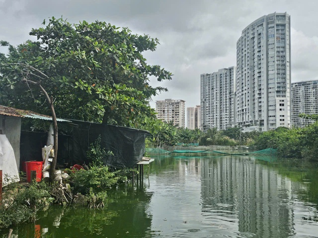 TP.HCM: Hộ dân nuôi heo giữa khu dân cư phường Tam Thắng xả thải ra môi trường- Ảnh 2.