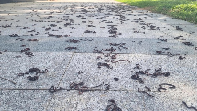 Hàng nghìn giun đất bò lên vỉa hè rồi chết khô ở Quảng Ngãi - Ảnh 2.