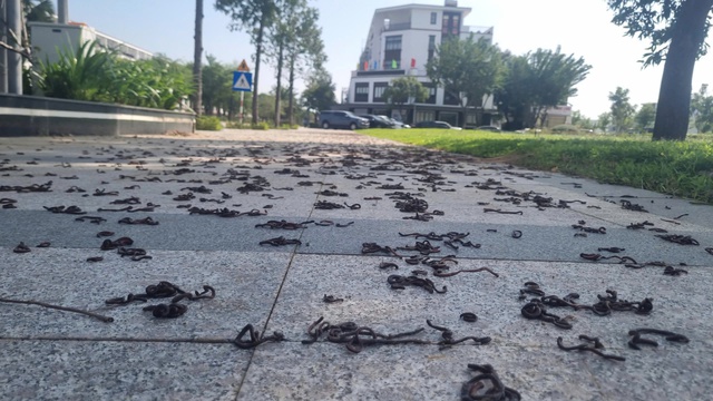 Hàng nghìn giun đất bò lên vỉa hè rồi chết khô ở Quảng Ngãi - Ảnh 1.