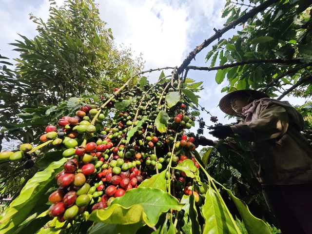 Mùa vàng nông sản Việt- Ảnh 1. Mùa vàng nông sản Việt- Ảnh 1.