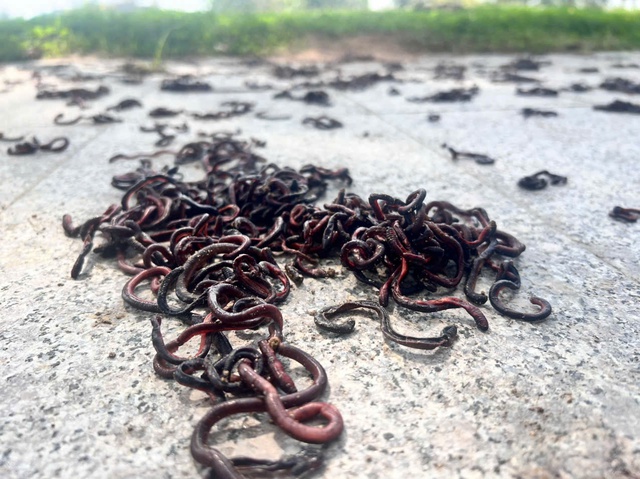 Giun đất bò kín vỉa hè rồi chết khô ở Quảng Ngãi: Chuyên gia nói gì? - Ảnh 2.