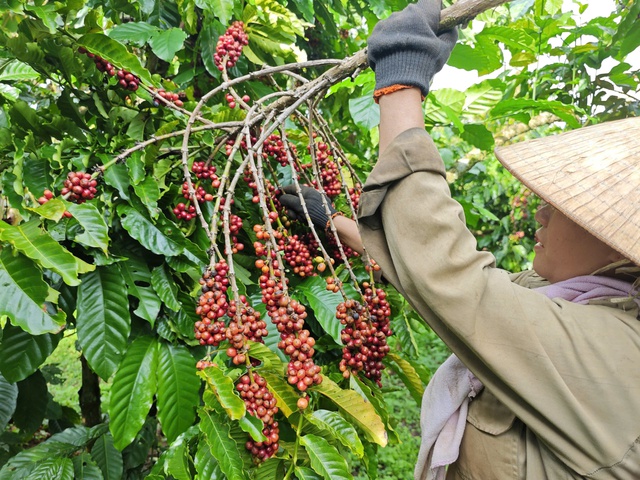 Mỹ miễn thuế đối ứng, cà phê và rau quả từ Việt Nam có hưởng lợi?- Ảnh 1. Mỹ miễn thuế đối ứng, cà phê và rau quả từ Việt Nam có hưởng lợi?- Ảnh 1.