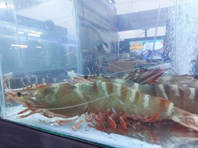 Tôm sú 'khủng' gây sốt Ngày hội cua Cà Mau lần thứ II- Ảnh 2. Tôm sú 'khủng' gây sốt Ngày hội cua Cà Mau lần thứ II- Ảnh 2.