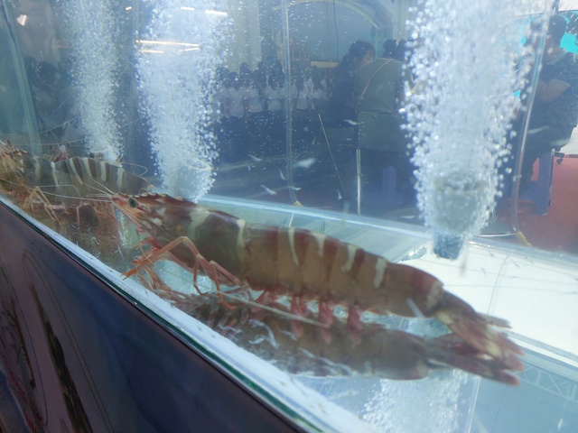 Tôm sú 'khủng' gây sốt Ngày hội cua Cà Mau lần thứ II- Ảnh 1. Tôm sú 'khủng' gây sốt Ngày hội cua Cà Mau lần thứ II- Ảnh 1.