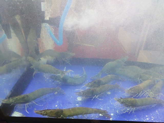 Tôm sú 'khủng' gây sốt Ngày hội cua Cà Mau lần thứ II- Ảnh 4. Tôm sú 'khủng' gây sốt Ngày hội cua Cà Mau lần thứ II- Ảnh 4.