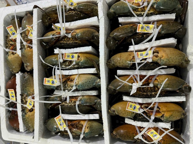 Li&ecirc;n kết chuỗi để n&acirc;ng tầm xuất khẩu ch&iacute;nh ngạch cua C&agrave; Mau  - Ảnh 3.