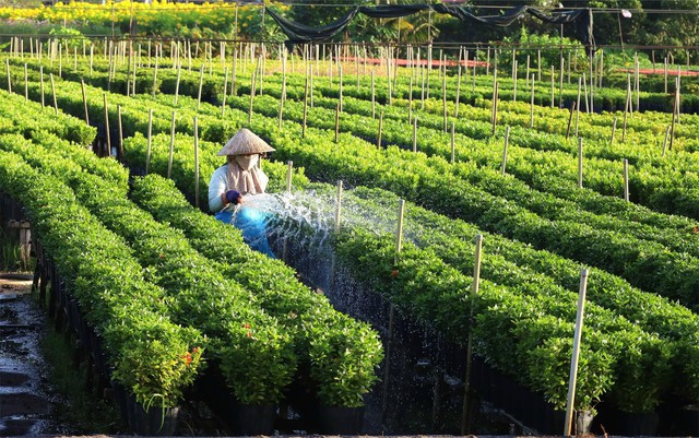 Đồng Th&aacute;p: &lsquo;Thương hiệu&rsquo; gi&agrave;u bản sắc, gi&agrave;u kh&aacute;t vọng vươn l&ecirc;n- Ảnh 1.