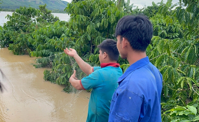 Đắk Lắk: Người dân liều mình câu cá tầm giữa dòng nước lũ - Ảnh 4.