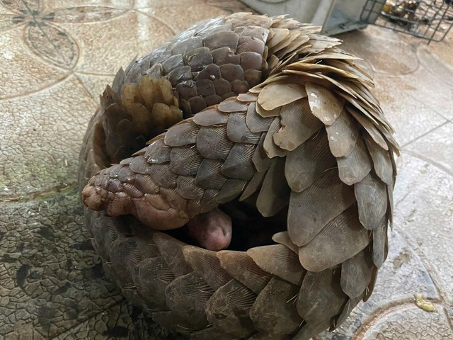 Người dân Hà Tĩnh bắt được cá thể tê tê và trăn đất quý hiếm - Ảnh 2.