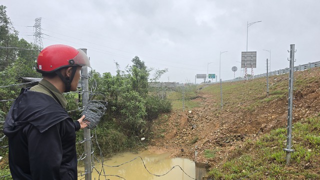 Thực hư việc người dân tháo rào để bò đi vào cao tốc Vạn Ninh - Cam Lộ- Ảnh 4.