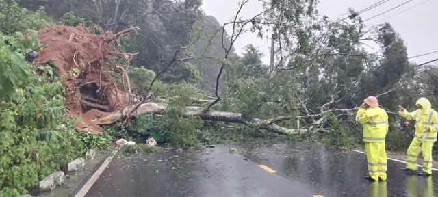 Cây cổ thụ ngã trên đèo Mimosa, ô tô may mắn thoát nạn - Ảnh 1.