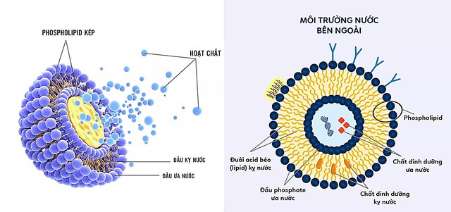 Glutathione l&agrave; g&igrave;? C&oacute; thật sự mang lại hiệu quả l&agrave;m trắng da kh&ocirc;ng m&agrave; hot vậy? - Ảnh 1.