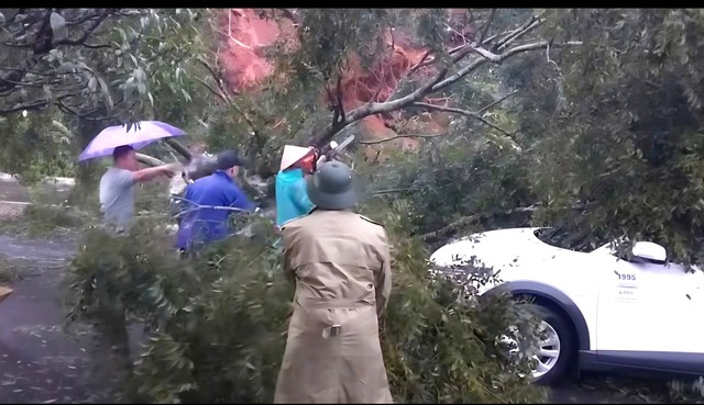 Cây cổ thụ ngã trên đèo Mimosa, ô tô may mắn thoát nạn - Ảnh 2.