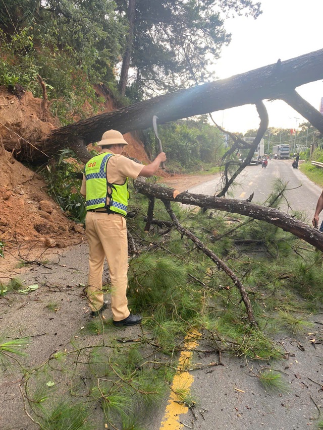 Thông cổ thụ bật gốc gây ách tắc QL27 nối Đà Lạt và Phan Rang - Ảnh 3. Thông cổ thụ bật gốc gây ách tắc QL27 nối Đà Lạt và Phan Rang - Ảnh 3.