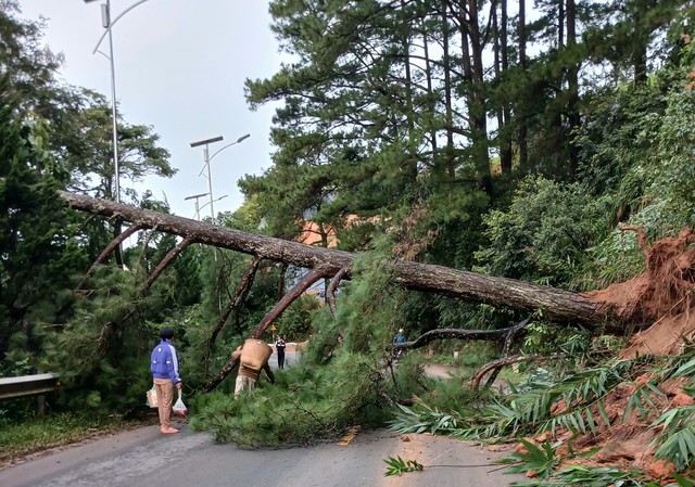 Thông cổ thụ bật gốc gây ách tắc QL27 nối Đà Lạt và Phan Rang - Ảnh 1. Thông cổ thụ bật gốc gây ách tắc QL27 nối Đà Lạt và Phan Rang - Ảnh 1.