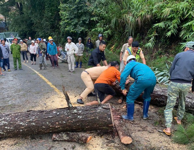 Thông cổ thụ bật gốc, QL27 ách tắc nối Đà Lạt – Phan Rang - Ảnh 1.