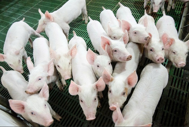 N&ocirc;ng nghiệp H&ograve;a Ph&aacute;t lần đầu ch&agrave;o b&aacute;n 30 triệu cổ phiếu ra c&ocirc;ng ch&uacute;ng- Ảnh 1.