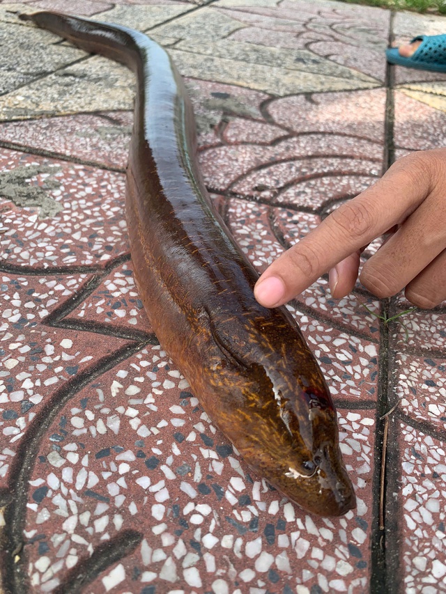 Cần Thơ: Bắt được con lươn nặng gần 2 kg trên sông Maspero- Ảnh 1. Cần Thơ: Bắt được con lươn nặng gần 2 kg trên sông Maspero- Ảnh 1.