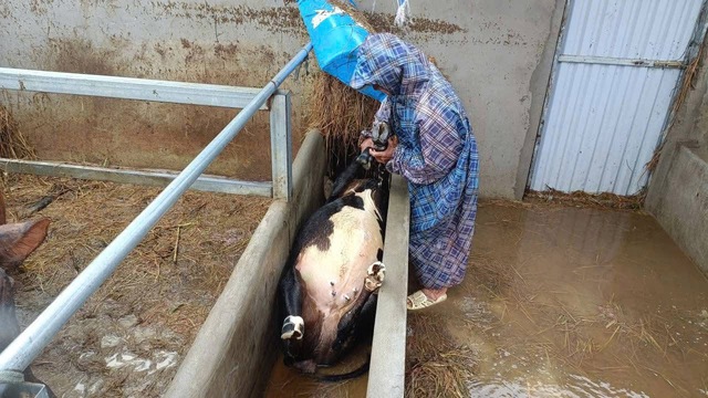 Rơi nước mắt khi trại bò chết sạch, 'giờ không biết phải làm gì' - Ảnh 3.