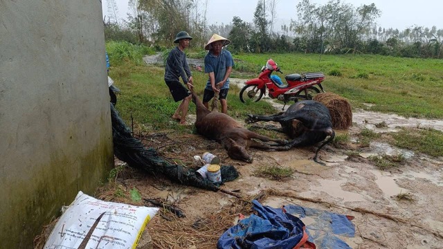 Rơi nước mắt khi trại bò chết sạch, 'giờ không biết phải làm gì' - Ảnh 1.