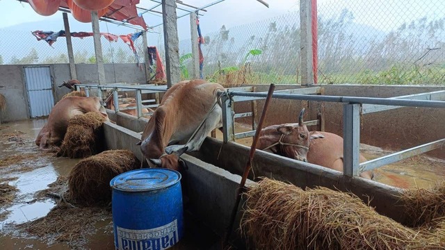 Rơi nước mắt khi trại bò chết sạch, 'giờ không biết phải làm gì' - Ảnh 2.