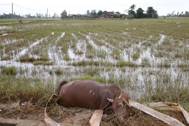 មជ្ឈមណ្ឌលទឹកជំនន់ចាស់ Phu Yen ងើបពីបាក់បែកក្រោយទឹកជំនន់ជាប្រវត្តិសាស្ត្រ - រូបថត ១៥.