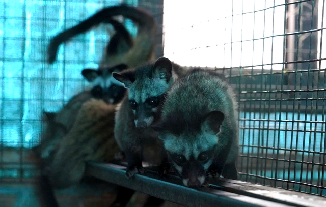 Earning billions each year from the civet farming model - Photo 3.