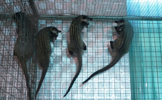 Earning billions each year from the civet farming model - Photo 1.