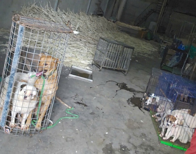 Nhức nhối trộm chó, mèo ở TP.HCM - Kỳ 2: Dùng AI tạo chó giả để lừa tiền chuộc- Ảnh 10. Nhức nhối trộm chó, mèo ở TP.HCM - Kỳ 2: Dùng AI tạo chó giả để lừa tiền chuộc - Ảnh 10.