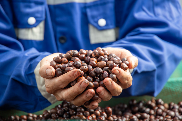 Sắp diễn ra lễ hội di sản cà phê toàn cầu lần đầu tiên tại Lâm Đồng - Ảnh 2.