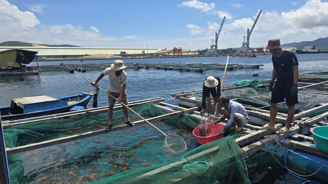 Kh&aacute;nh H&ograve;a k&ecirc;u gọi thu hoạch thủy sản trước b&atilde;o số 15 - Ảnh 1.