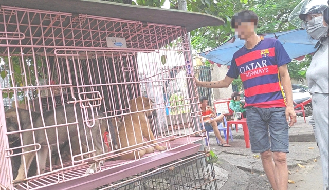 Nhức nhối trộm chó, mèo ở TP.HCM - Kỳ 2: Dùng AI tạo chó giả để lừa tiền chuộc- Ảnh 1. Nhức nhối trộm chó, mèo ở TP.HCM - Kỳ 2: Dùng AI tạo chó giả để lừa tiền chuộc - Ảnh 1.