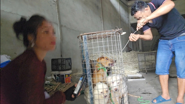 Nhức nhối trộm chó, mèo ở TP.HCM - Kỳ 2: Dùng AI tạo chó giả để lừa tiền chuộc- Ảnh 11. Nhức nhối trộm chó, mèo ở TP.HCM - Kỳ 2: Dùng AI tạo chó giả để lừa tiền chuộc - Ảnh 11.