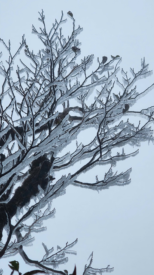 Băng gi&aacute;, sương muối đến sớm, m&ugrave;a đ&ocirc;ng năm nay r&eacute;t mạnh - Ảnh 2.