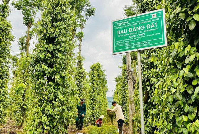 Traphaco tối ưu t&iacute;nh năng truy xuất nguồn gốc sản phẩm Đ&ocirc;ng dược   - Ảnh 1.