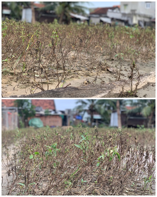 Đất làng rau phường Tuy Hòa thành 'đất chết', 'bỏ không được, nhìn đắng cay'- Ảnh 3.