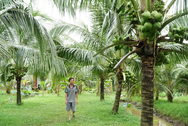 Nông dân miền Tây trồng giống dừa lùn ra trái chi chít- Ảnh 4.