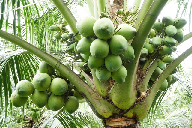 Nông dân miền Tây trồng giống dừa lùn ra trái chi chít- Ảnh 3.